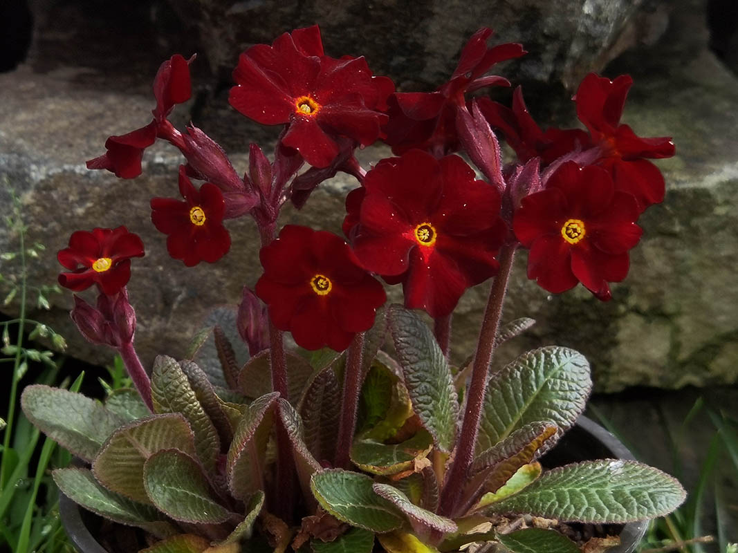 Primula x juliae 'Fireflies'